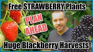 Growing Strawberry Runners & Pruning Blackberries for Huge Harvests