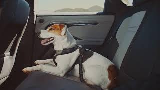 New Range Rover Evoque | A Dog's Dream | Land Rover USA