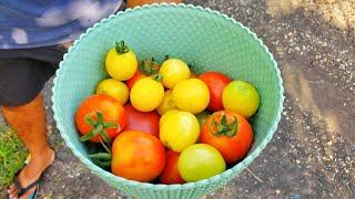 Heirloom Tomato Harvest! | Gardening in Trinidad and Tobago