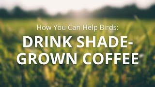 How You Can Help Birds: Drink Shade-Grown Coffee