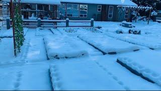 有这几种被大雪覆盖后还能正常生长的菜！