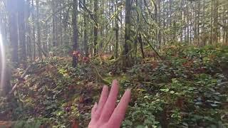 Connecting in Nature (Chehalis campground) #bigfoot #hiking #nature #motivation #connection