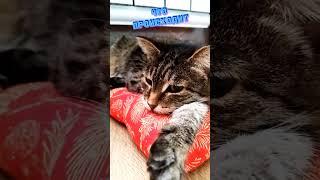 #чтопроисходит #котики #котофей #простой #полосатый