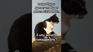 что задумала Мурка?#мурка#котик#юмор#шортс#2025 .