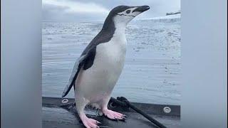 Watch: Penguin Hops Onto Tourist Boat In Antarctica