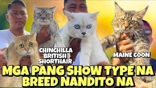 MGA KAKAIBANG BREED NG PUSA NAGPAKITA SA GROTTO | PUSA SERYE | JUNE 30, 2024