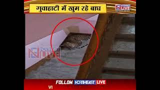 Alert: 3 Leopard on the Prowl in Guwahati's Kumarpara