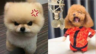 Tik Tok Chó Phốc Sóc Mini  Funny and Cute Pomeranian #407