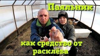 Расклев у цыплят//Паяльник рулит