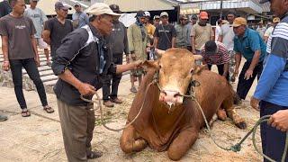 4 SAPI RAKSASA UNIK TURUN DARI TRUK OLENG BIKIN HEBOH WARGA ‼️