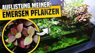 Alle Emersen Aquarienpflanzen + Zimmerpflanzen in meinem Aquarium