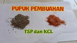 Pupuk pembuahan tsp dan kcl