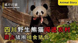 四川野生熊猫闯进农村，赶走母猪霸占猪圈，只吃排骨还强迫村民