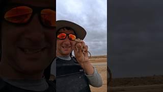 Отпускаю агаму#ящерица #пустыня #рептилии #агама