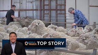 Top Story | Sheep Shearing Competition