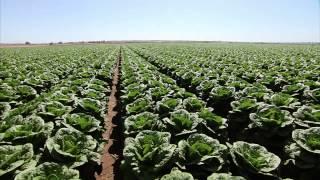 Yuma Arizona Lettuce Farm - America's Heartland