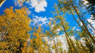 Kenosha Pass, Colorado Aspen Trees in Fall (No Sound) — 4K UHD