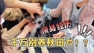 現在你還會想養秋田犬嗎？