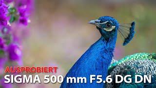 Ausprobiert: SIGMA 500mm F5.6 DG DN OS | Sports