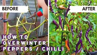 Overwintering peppers / capsicum / chilli the easy way - for an early and abundant harvest!