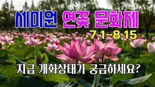 세미원 연꽃 문화재 관람 안내와 현재 개화 상황입니다  /#세미원  #연꽃문화제