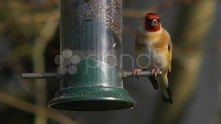 Goldfinch eating nyger seed, extreme close up 3. Stock Footage