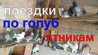 Поездки по голубятникам, Голуби России