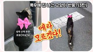 [전체풀영상]폭우에 집 나간 고양이 반응?(3탄)/How did the cat react to the heavy rain? (Part 3)