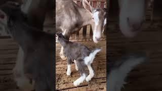 Toggenburg baby learns to suckle with his mother