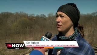 Prescribed burns at Urban Ecology Center