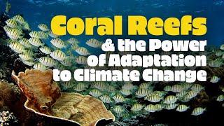 Coral Reefs and the Power of Adaptation to Climate Change