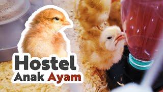 Saya belajar ternak ayam dari kecil