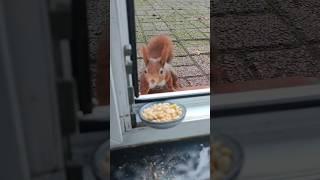 Paarungszeit und Winterruhe ich habe es nicht leicht und kein Knopf mehr ein komisches Jahresende️