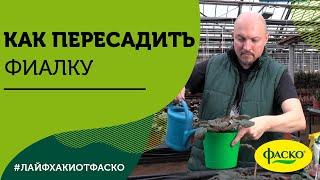 Пересадка фиалки: как правильно