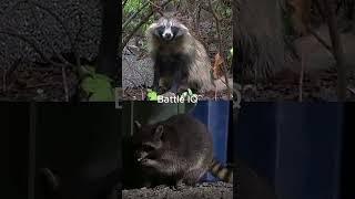 Racoon Dog vs Racoon #shorts