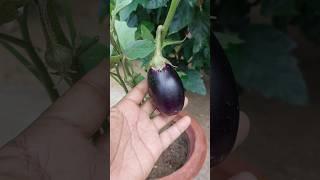 Growing Eggplants at Home - Soil Top-up & Fertilizers
