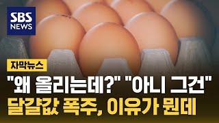 "올릴 이유 없잖아" "아니 좀 들어봐"…달걀값 폭주, 이유가 뭔데 (자막뉴스) / SBS