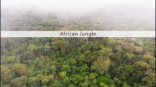 African Jungle sound effects library - nature and wildlife sounds from the Congo rainforest