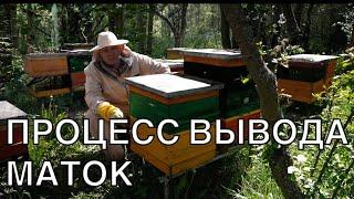 ПРОЦЕСС ВЫВОДА МАТОК