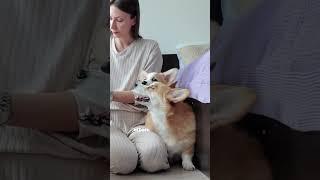 У всех же так?  #корги #corgi #собака #shorts #shortsvideo #puppy #щенок #смешныеживотные