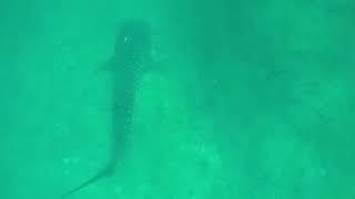 Swimming With Whale Sharks