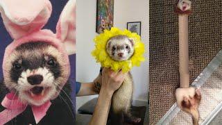  Ferrets of Tiktok [Compilation] - Funny Ferrets videos - Funny ferret Fails - funny videos 2020