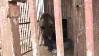 VIER PFOTEN rettet die ukrainischen Bären Rosa und Potap aus grausamen Haltungsbedingungen