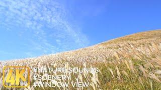 Autumn scenery▶pampas grass scenery on the hill (2) ️️ song of birds, relaxation, Window view