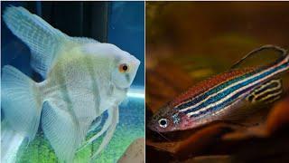 Can Zebra danio and angelfish live together? can angelfish and zebra fish share the same aquarium ?