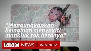 Jaringan penyiksaan monyet di Indonesia: Perempuan di Inggris mengaku bersalah - BBC News Indonesia