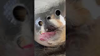 How To Trim Dog Paws  #shorts #dog