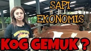 KOG KELAS EKONOMIS GEMUK-GEMUK !! BERKAH MANDIRI FARM