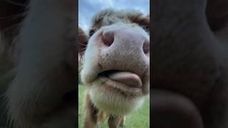 Look at him being all cute! #summershadefarms #farmlife #fluffycows #homestead #countrylife #cute