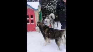 husky and malamute lovers july 2014 a